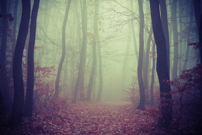 Misty forest path with fallen leaves