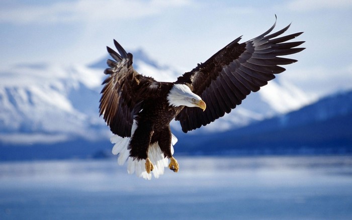Bald eagle in flight over snowy mountains