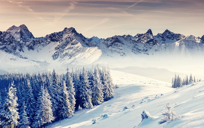 Snowy mountain range with pine forest in winter