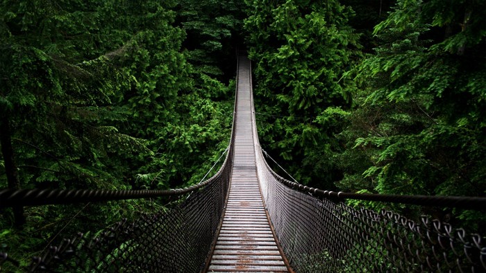 Suspension bridge through a dense green forest