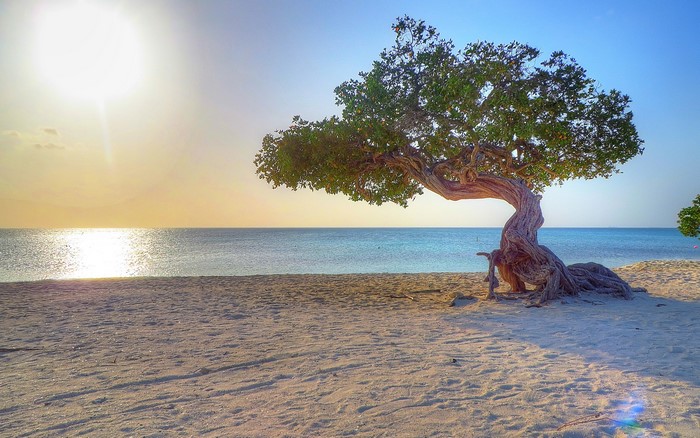 Solitary Divi Divi Tree on Aruba Beach at Sunset