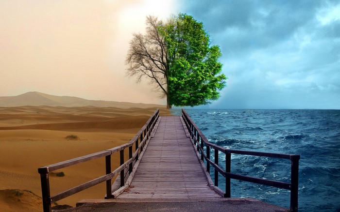 Tree split between desert and ocean with pier