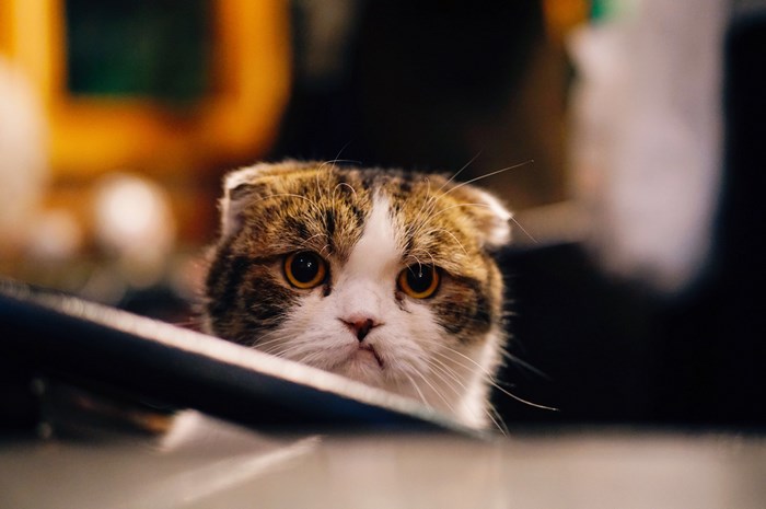 Close up of a Scottish Fold cat's face