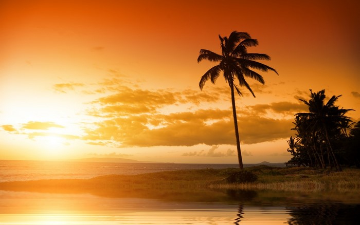 Palm trees on a beach at sunset