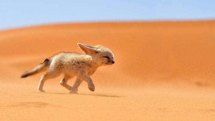 Fennec Fox Walking Across Desert Sand