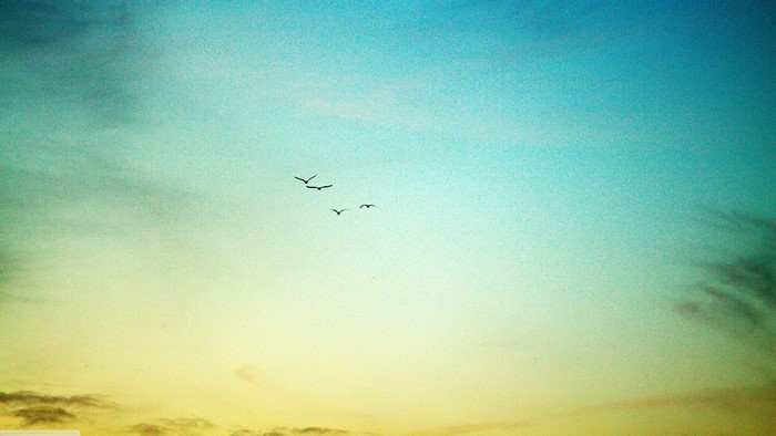 Birds flying in a gradient sky