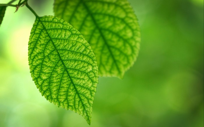 Close-up of green leaves with bokeh background
