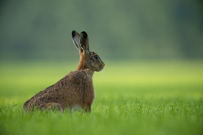 Brown hare sitting in a green field