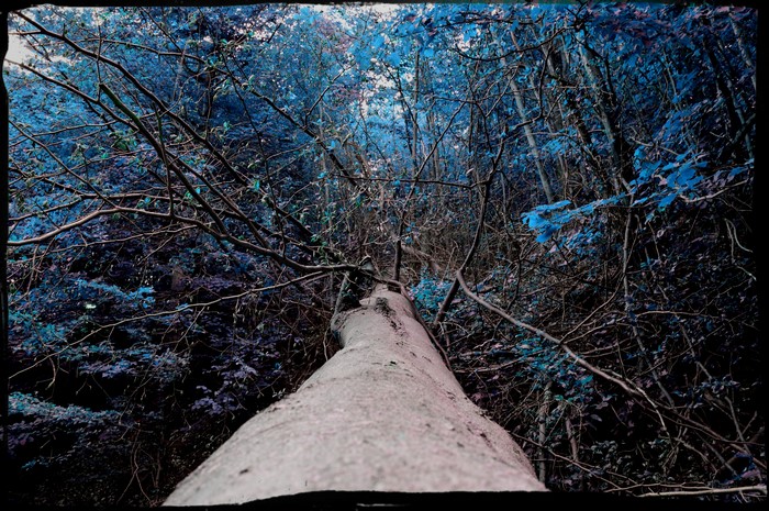 Fallen tree in a blue forest