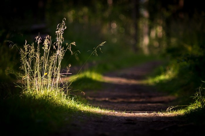 Sunlit grass on a forest path