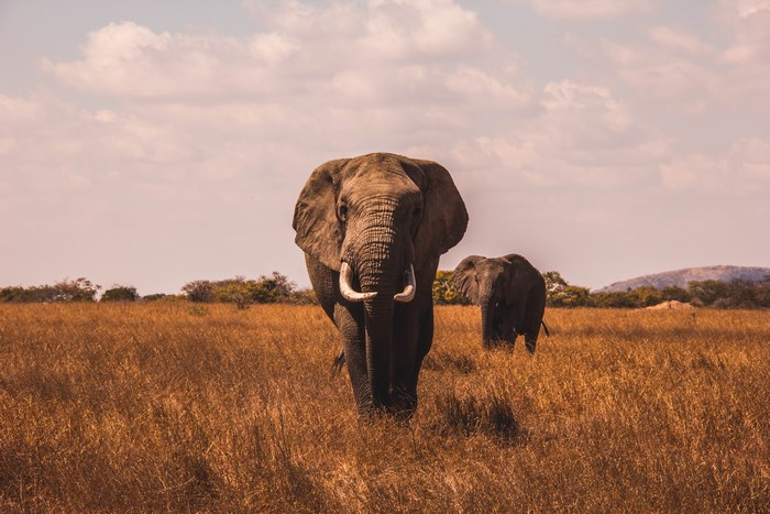 Two elephants walking in a dry grassy field