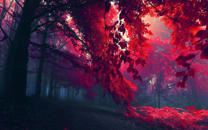 Mysterious Forest with Vibrant Red Foliage