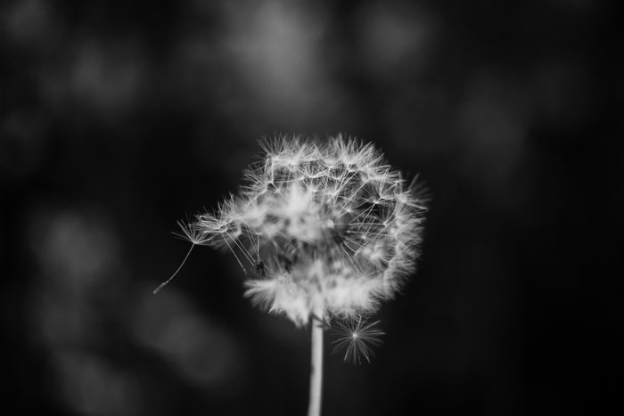 Black and white close-up of a dandelion seed head