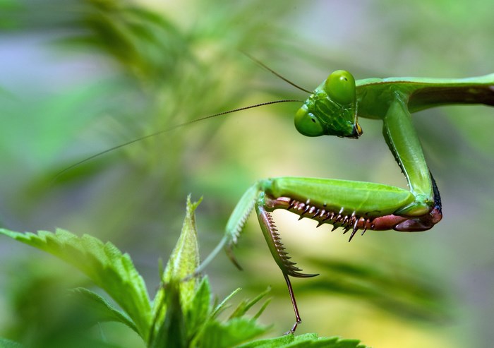 Close-up of a green praying mantis on leaves