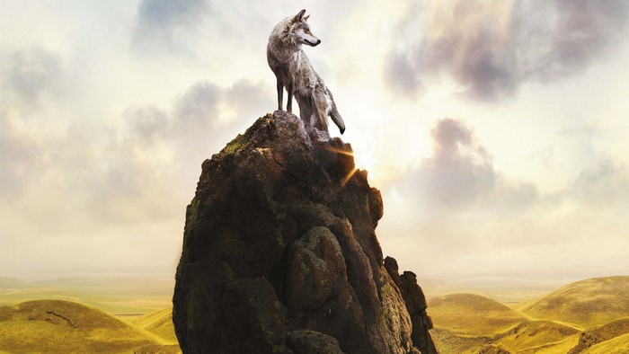 Wolf on a rocky outcrop