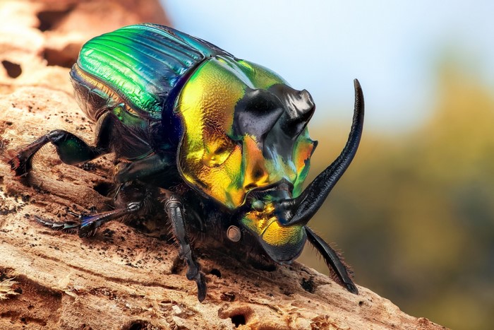 Close-up of a colorful iridescent beetle with a horn
