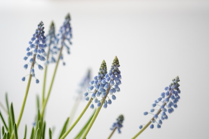 Close-up of blue grape hyacinth flowers against a white background