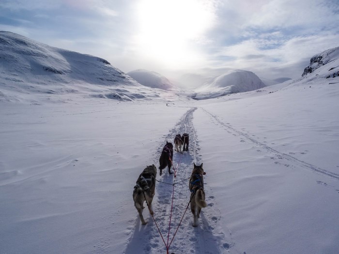 Dog sledding through a snowy valley in Sweden