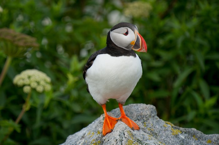 Puffin bird standing on a rock with green foliage