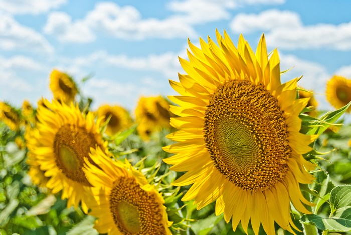 Field of Sunflowers Under a Blue Sky