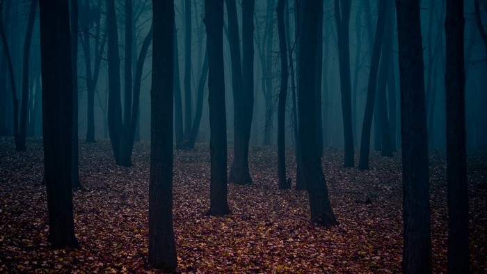 Dark forest with fallen leaves