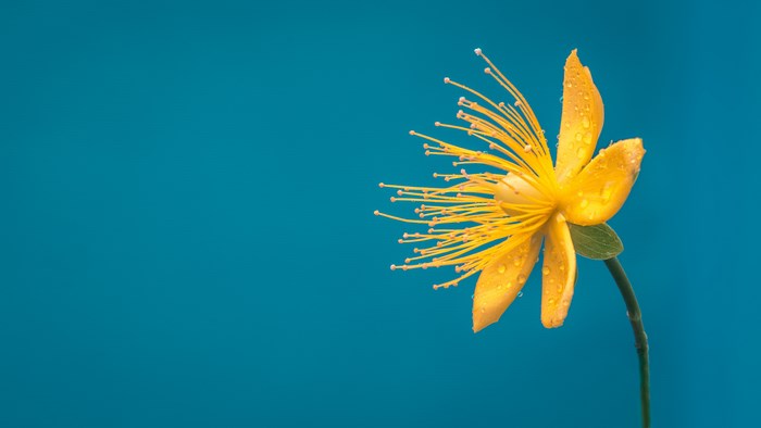 Yellow flower with water drops on blue background