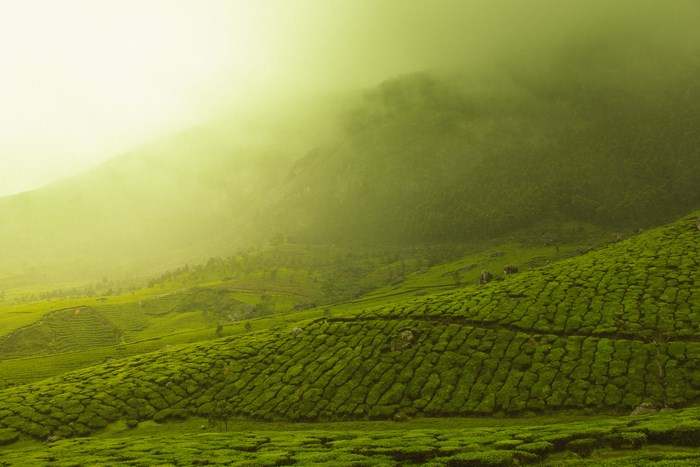 Misty green tea plantations on a hillside
