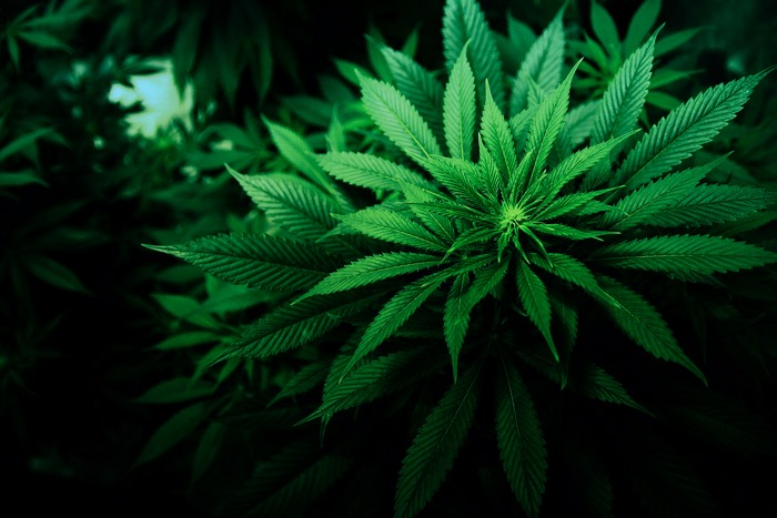 Cannabis plant with green leaves