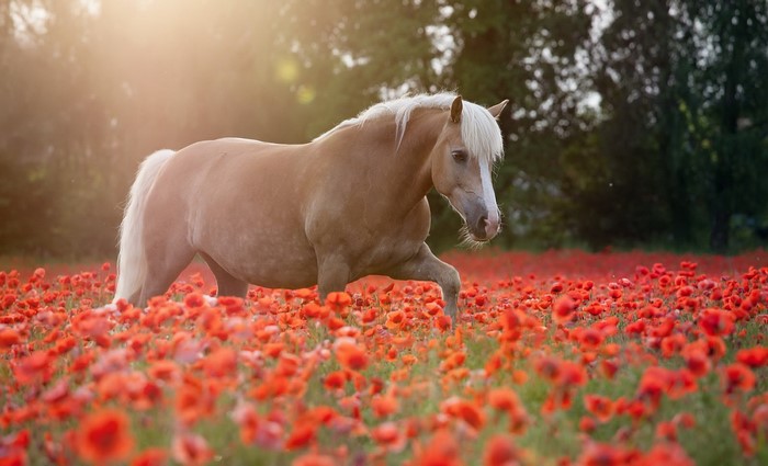 Horse walking through a field of poppies