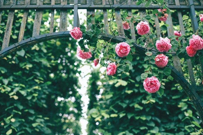 Pink roses climbing over a wooden arch in a garden