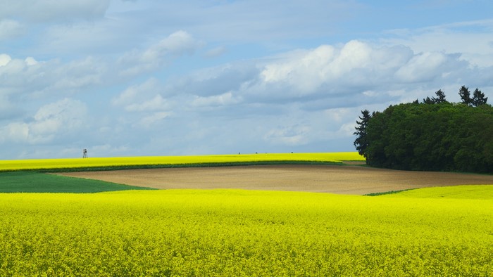 Field of yellow flowers with trees and clouds in Germany