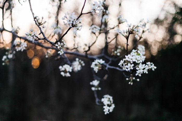 Bradford Pear tree branch with white blossoms at sunset