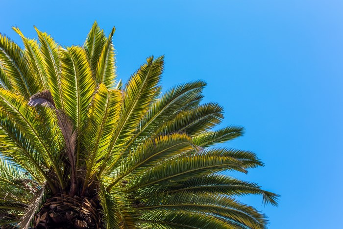 Palm tree leaves against a clear blue sky