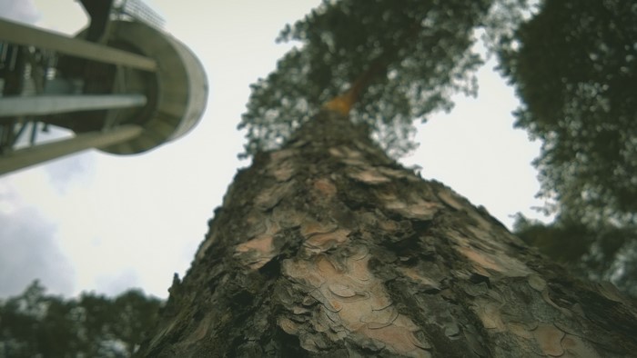 Looking up at a tall pine tree and a tower