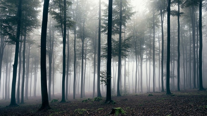 Misty forest with tall trees and mossy ground