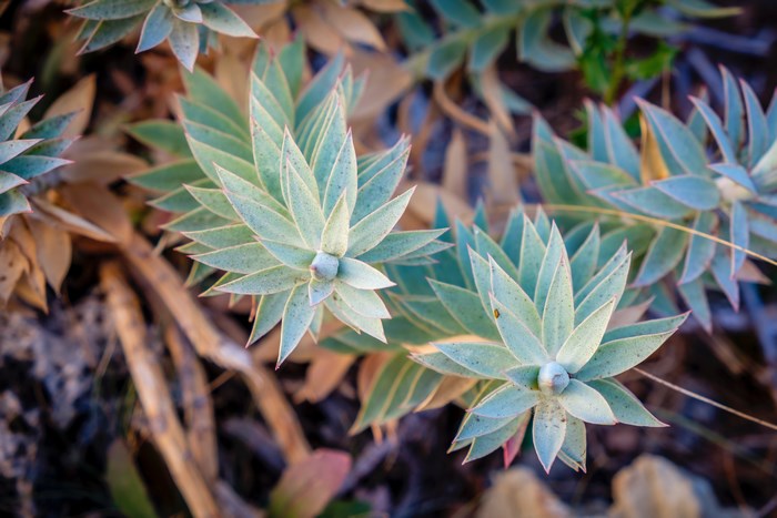 Close-up of succulent plant foliage