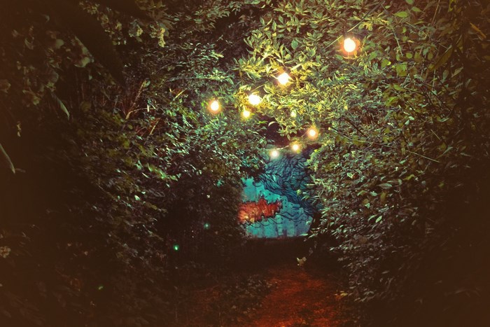 Pathway through a dark forest with string lights