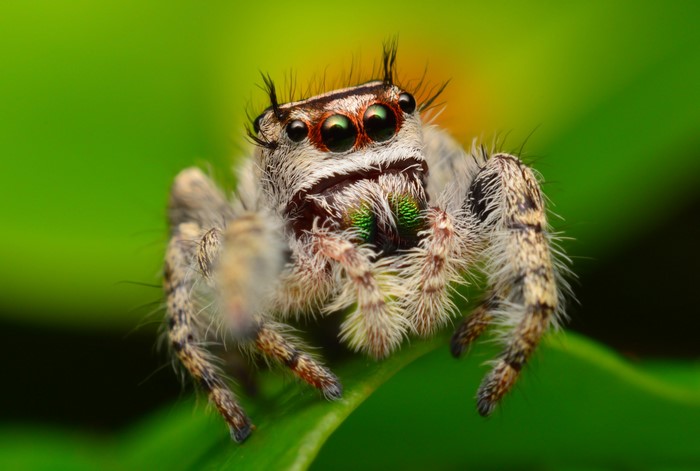 Jumping spider on a green leaf