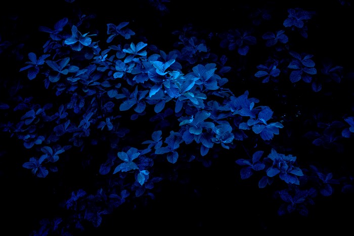 Blue Leaves Blooming Under Dark Night Sky