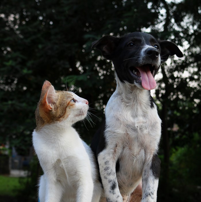 Dog and cat sitting together outdoors