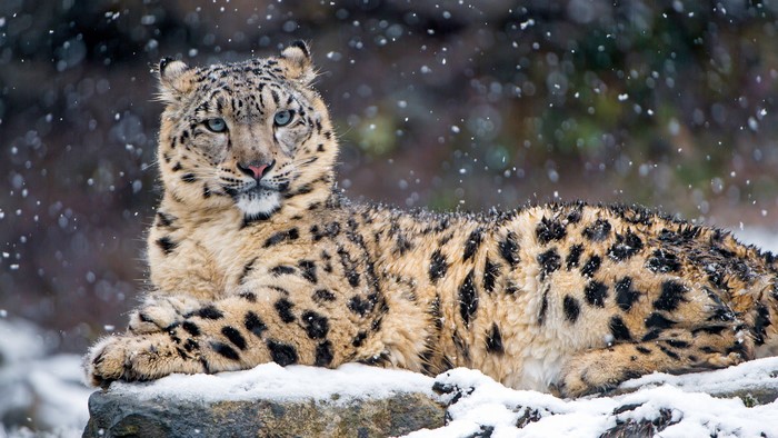 Snow leopard lying on a rock in the snow