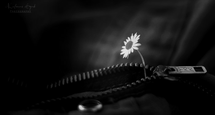 Monochrome Daisy Emerging from Zipper