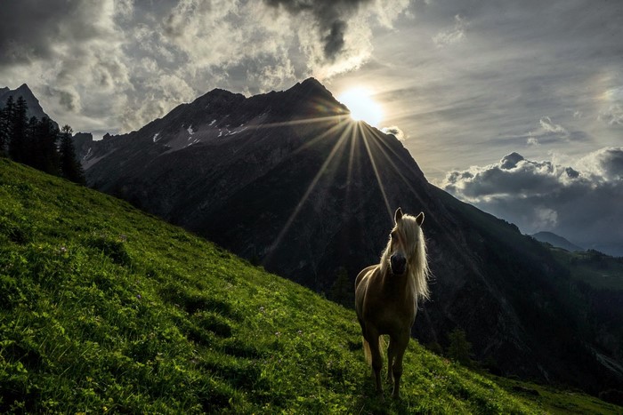 Horse on a grassy mountain slope with sun rays