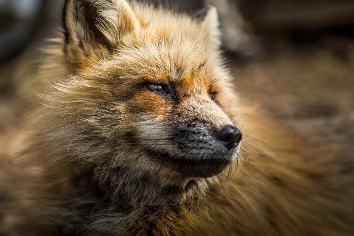 Close-up portrait of a wild fox in nature