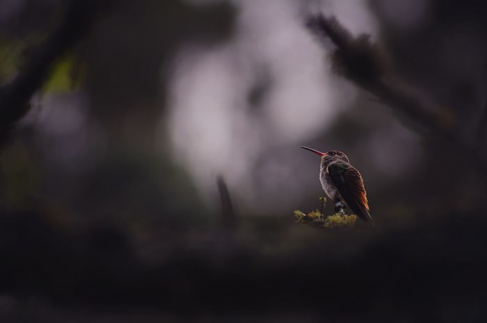 Hummingbird perched on a mossy branch in a forest