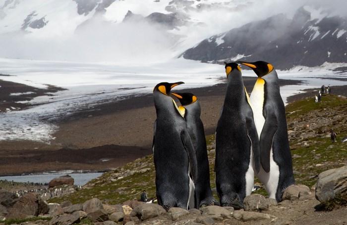 King Penguins on a Rocky Shore with Snowy Mountains