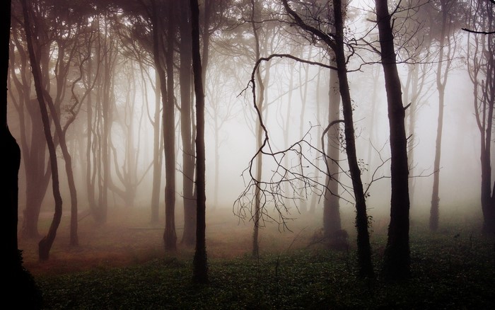 Misty forest with tall trees