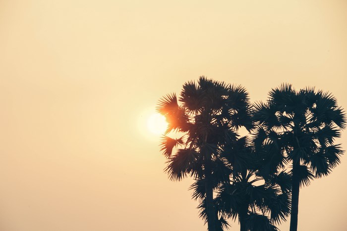 Silhouette of palm trees against a sunset sky