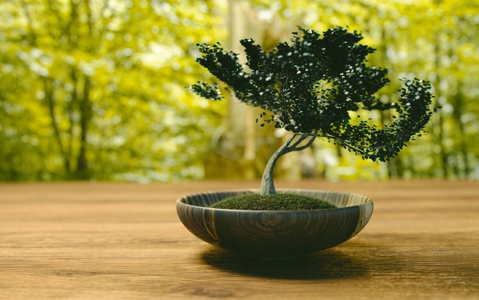 Bonsai tree in a wooden bowl on a wooden table