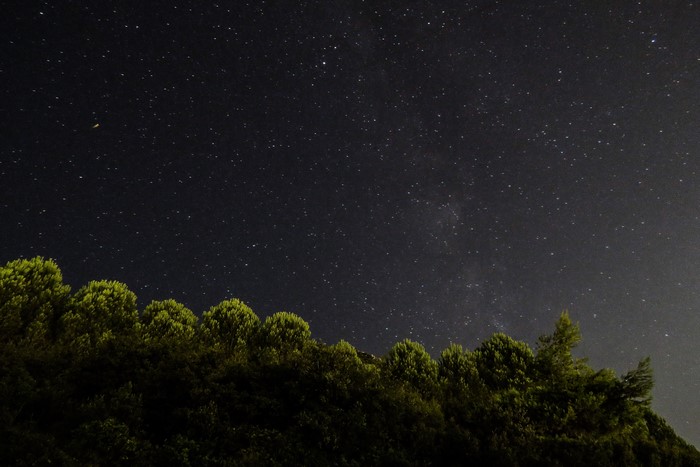 Night sky full of stars over a forest